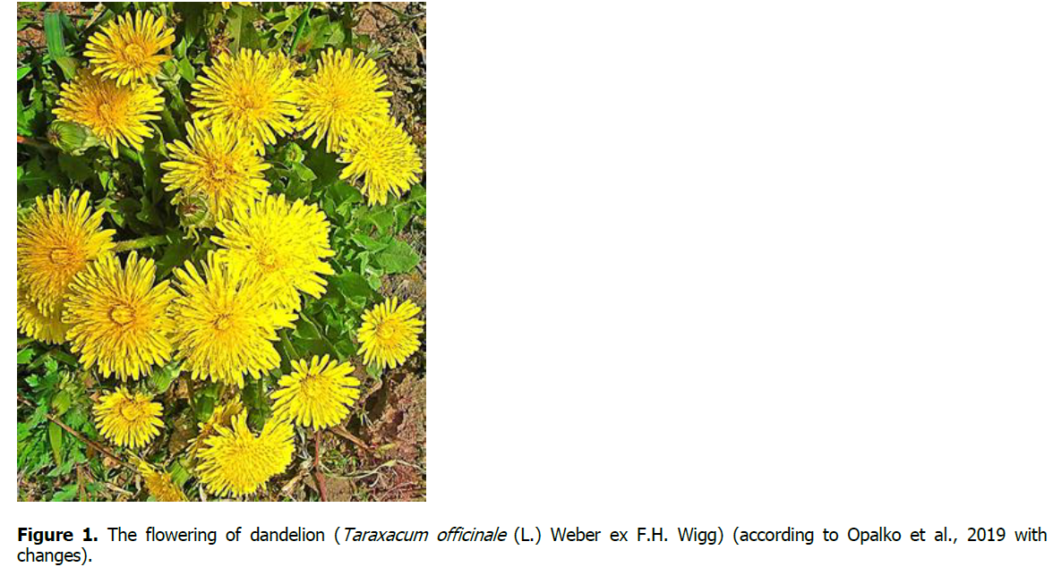ukrainian-journal-ecology-dandelion
