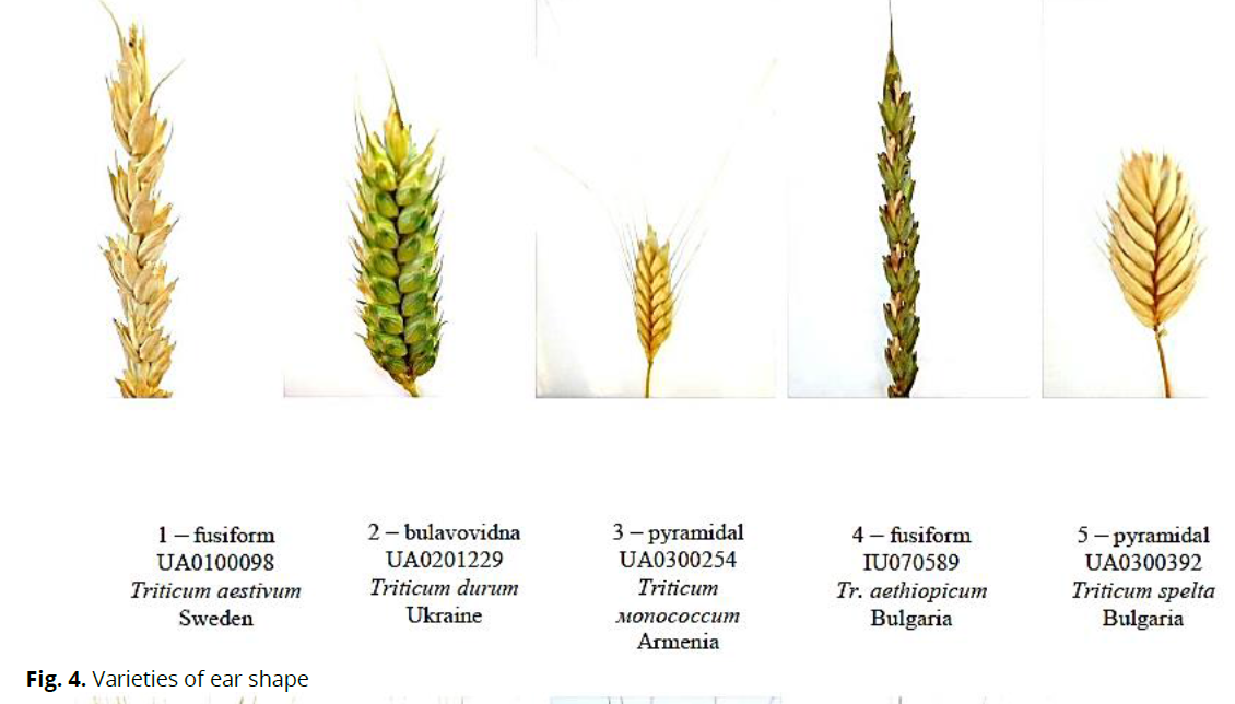 ukrainian-journal-ecology-ear-shape