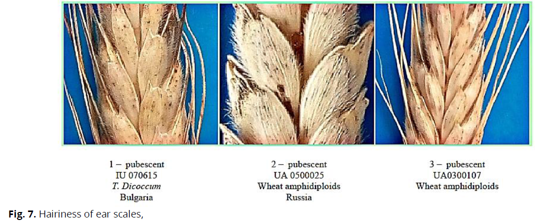 ukrainian-journal-ecology-hairiness