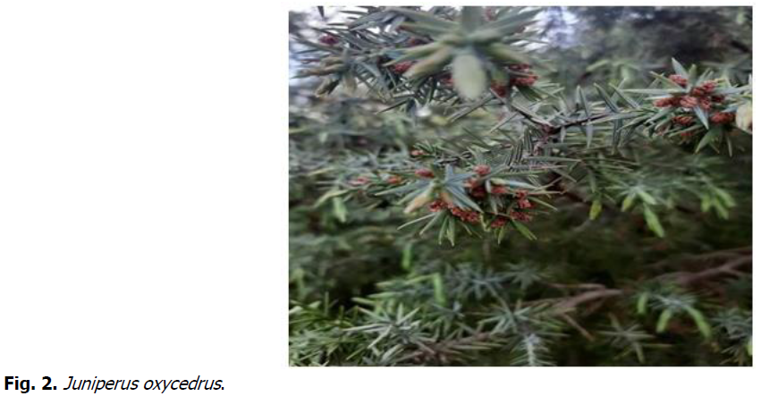 ukrainian-journal-ecology-juniperus