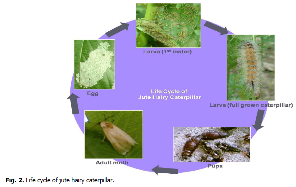 ukrainian-journal-ecology-jute-hairy