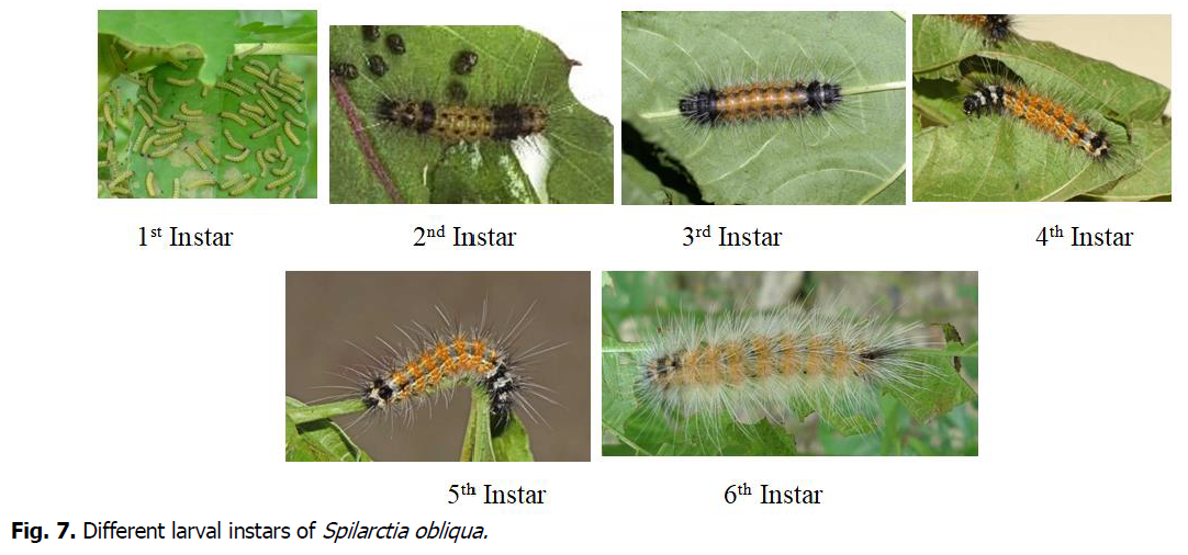 ukrainian-journal-ecology-larval-instars