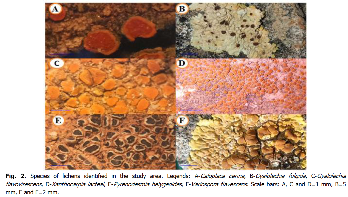 ukrainian-journal-ecology-lichens