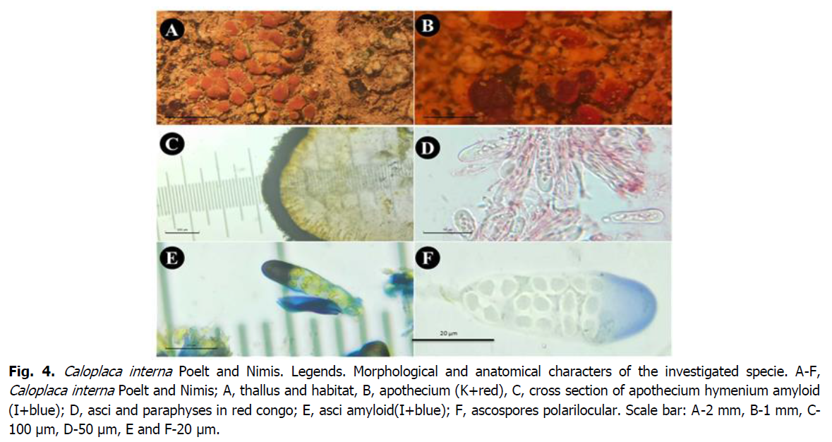 ukrainian-journal-ecology-morphological