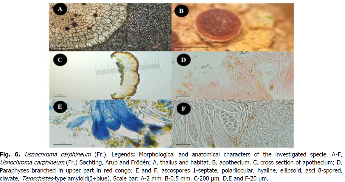 ukrainian-journal-ecology-polarilocular