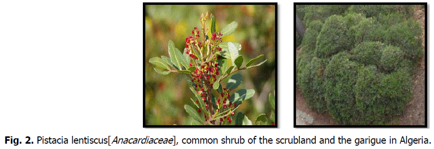 ukrainian-journal-ecology-shrub