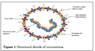 virology-coronavirus