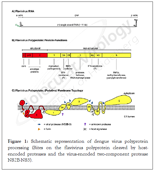 virology-mycology-dengue