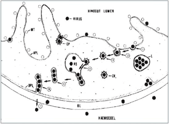 virology-mycology-haemocoel