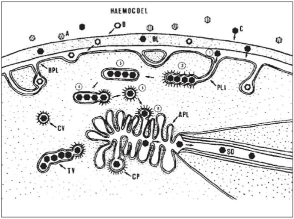 virology-mycology-lamina