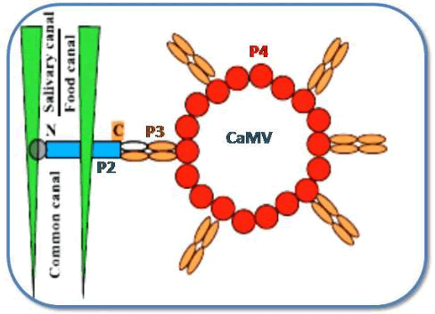 virology-mycology-mechanism