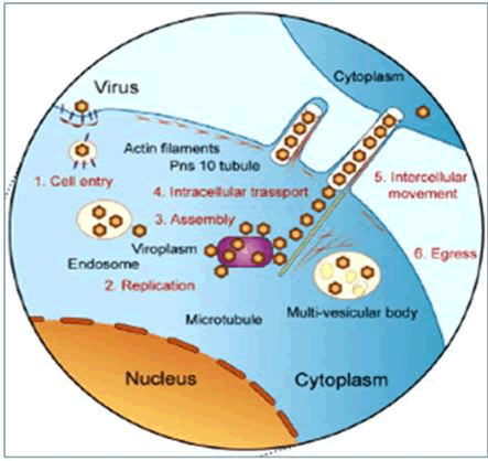 virology-mycology-proteins