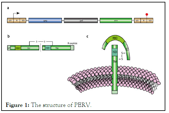 AMOA-structure