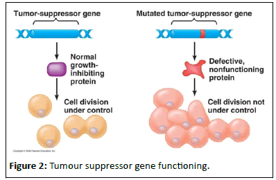 Cancer-Research-functioning