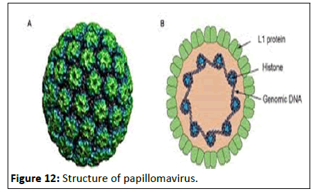 Cancer-Research-papillomavirus
