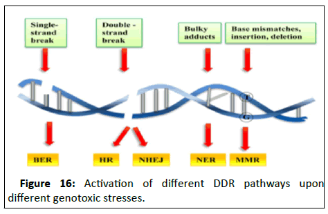 Cancer-Research-pathways