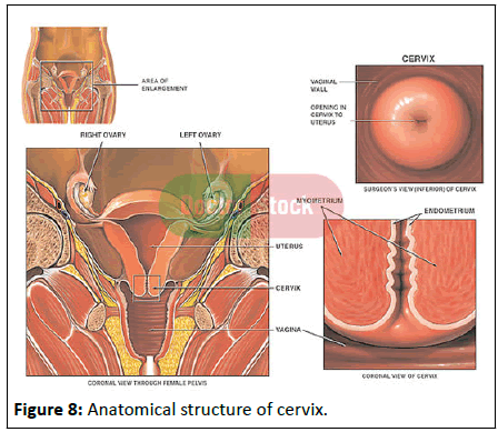 Cancer-Research-structure