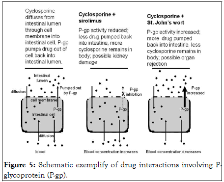 Clinical-Toxicology-Pglycoprotein