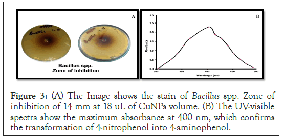 Bacillus