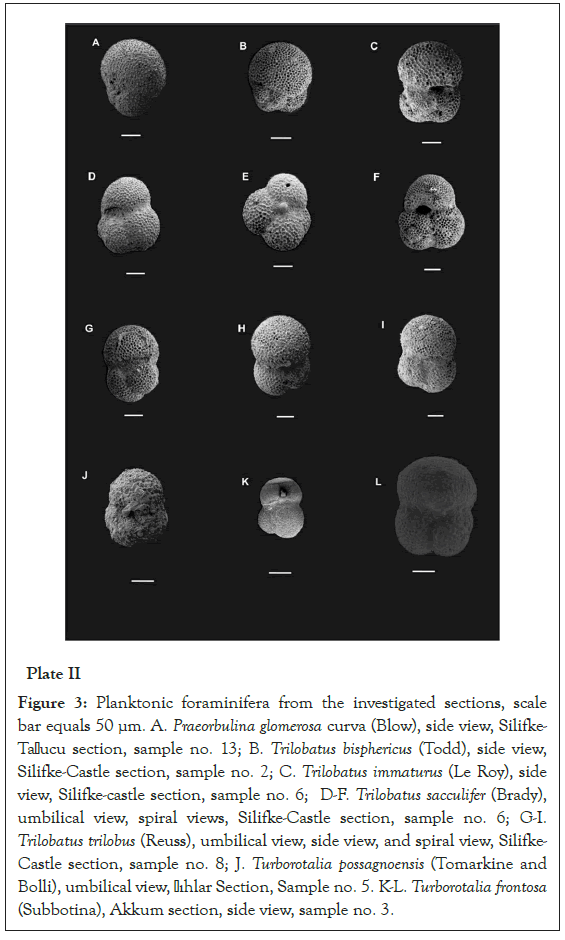 foraminifera