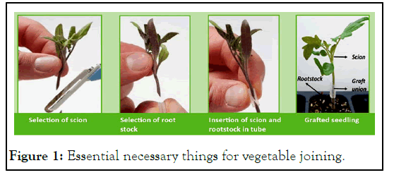 HORTICULTURE-Essential