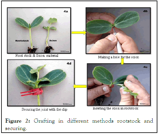 HORTICULTURE-Grafting