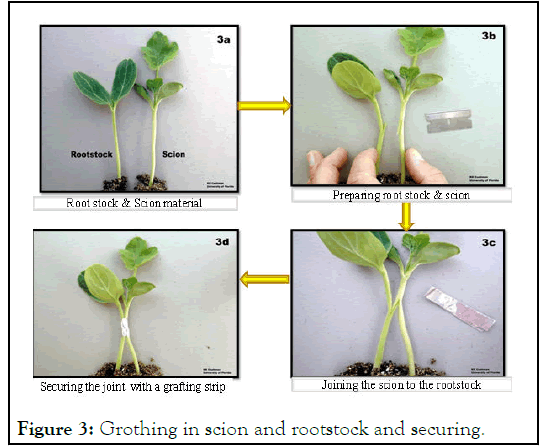 HORTICULTURE-Grothing