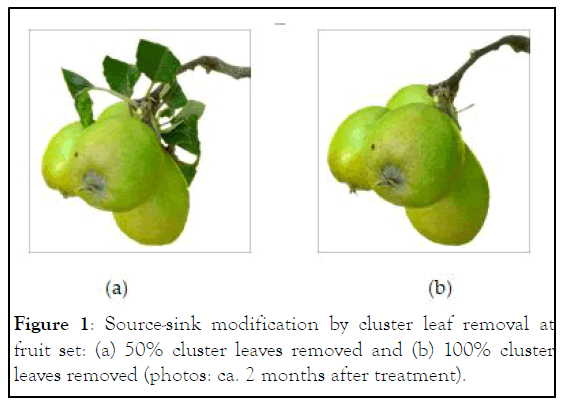 HORTICULTURE-Source