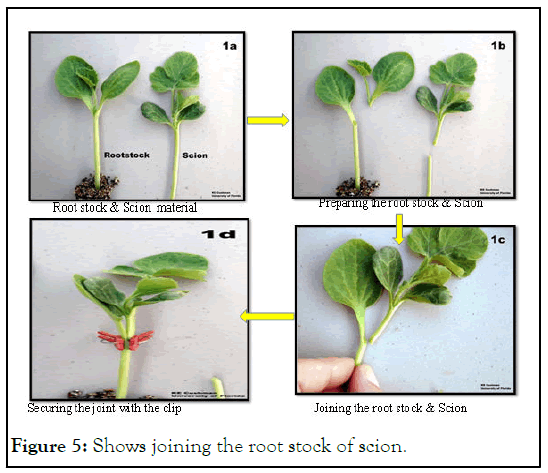 HORTICULTURE-root