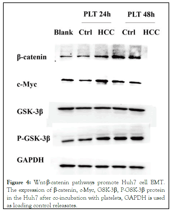 JCCLM-expression