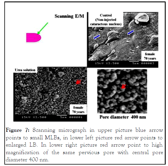 JCEO-micrograph