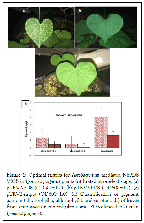 JPBP-Optimal