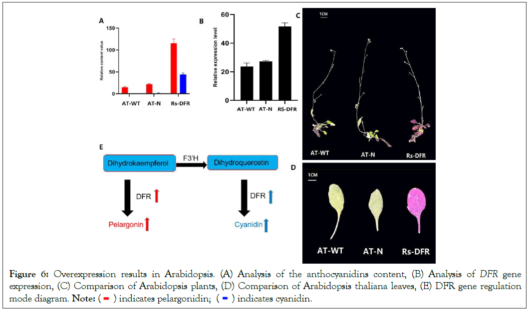 Arabidopsis