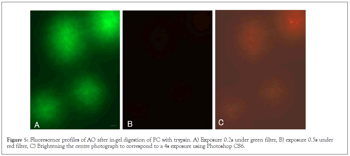 Medical-Fluorescence