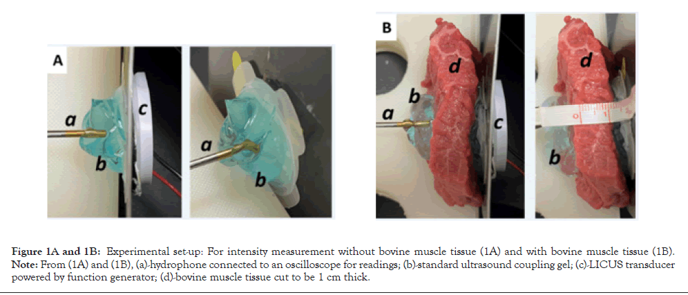 Physical-Medicine-bovine