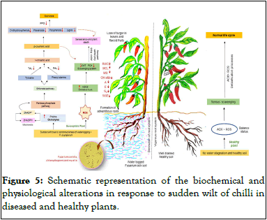 Plant-Physiology-Schematic