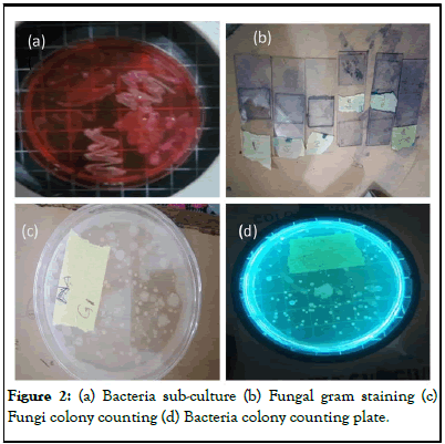 Pollution-Control-Bacteria