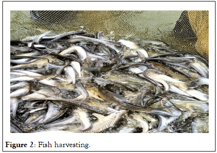 Poultry-Fisheries-harvesting