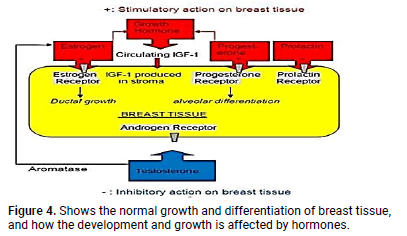 Reconstructive-Surgery-hormones