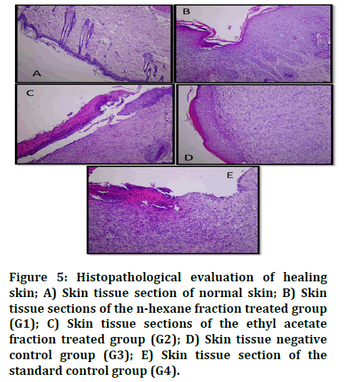 Research-Dental-Histopathological