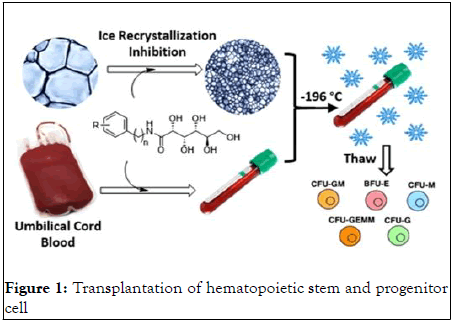 Synthetic-Biology-Transplantation