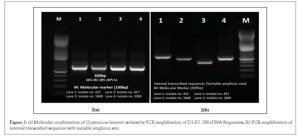 applied-microbiology-amplification