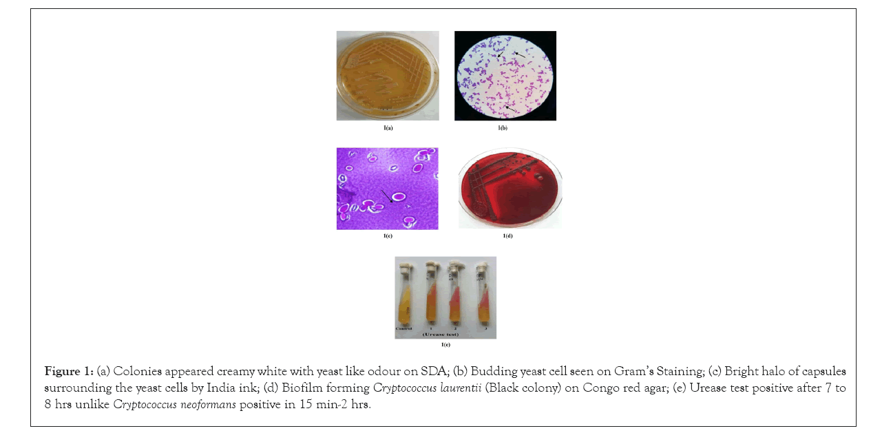 applied-microbiology-yeast