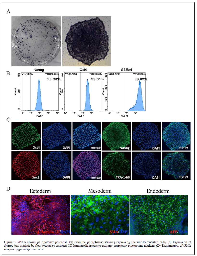 pluripotent