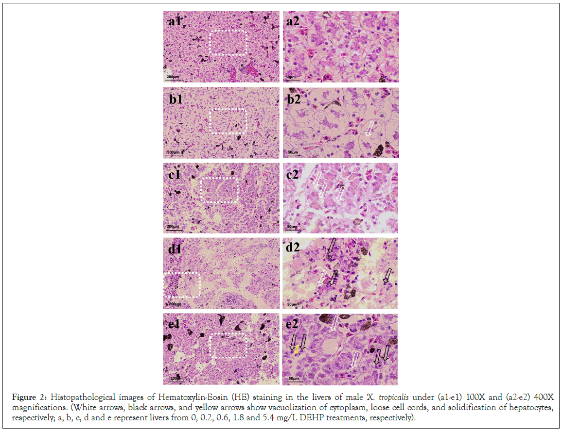 Histopathological