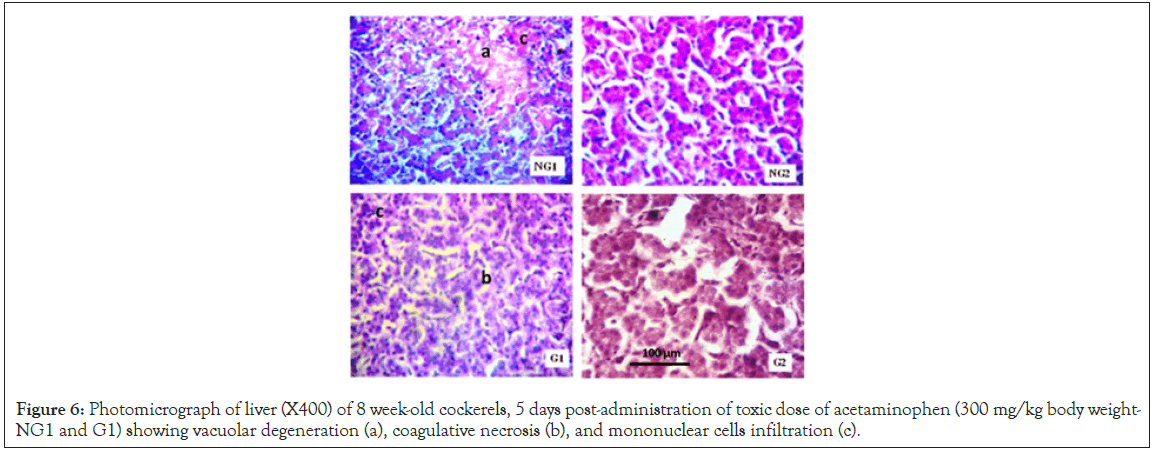 Photomicrograph