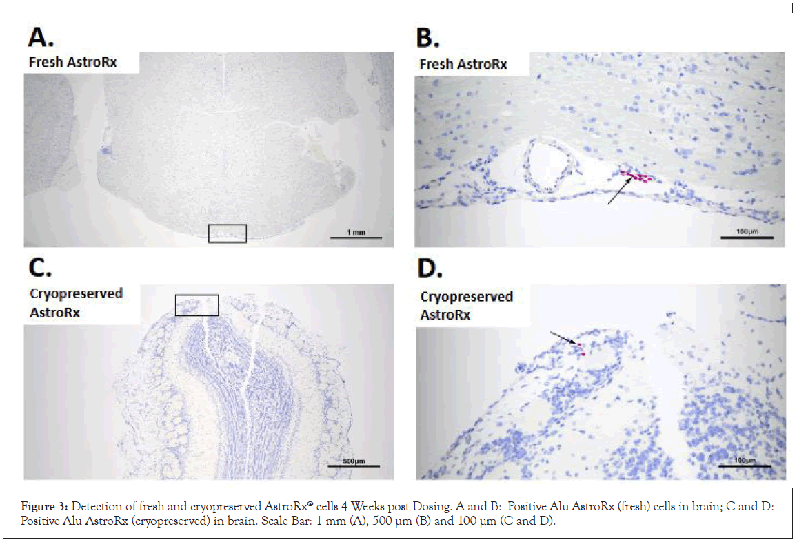 cryopreserved