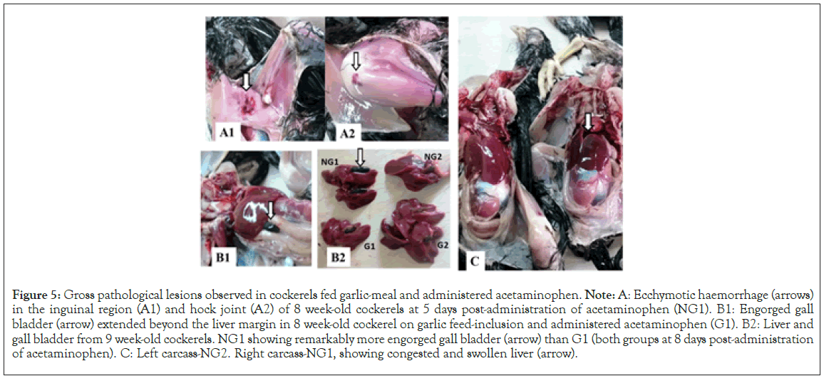 pathological