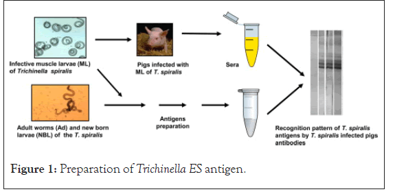 clinical-trails-antigen