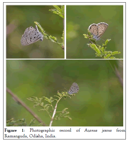 entomology-ornithology-butterfly